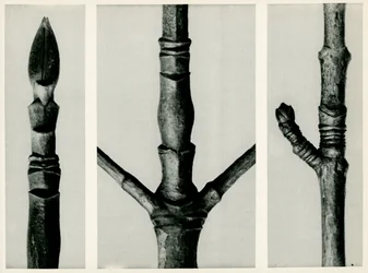Cornus Nuttalli, 1929